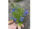 Lush blue flowers add curb appeal at 3736 S Lincoln St, Englewood, CO 80113