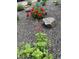 Red and white flowers in garden bed at 3736 S Lincoln St, Englewood, CO 80113