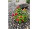 Vibrant red and yellow flowers planted in gravel at 3736 S Lincoln St, Englewood, CO 80113