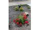 Bright red geraniums and yellow flowers at 3736 S Lincoln St, Englewood, CO 80113