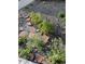 Landscaped walkway with blue gravel at 3736 S Lincoln St, Englewood, CO 80113