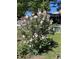 Charming front yard with a beautiful flowering shrub and white picket fence at 14939 E Harvard Ave, Aurora, CO 80014