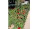 Lush front yard garden filled with vibrant red poppies, adding a splash of color and charm at 14939 E Harvard Ave, Aurora, CO 80014
