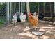 Backyard features a chicken coop with mature chickens; enjoy fresh eggs daily! at 2865 Newland St, Wheat Ridge, CO 80214