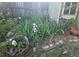 Backyard garden with vibrant purple and white irises near a wooden shed with window at 9251 Sand Hill Trl, Highlands Ranch, CO 80126