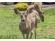 Two deer grazing in the front yard of the property in the community at 10991 Expedition, Littleton, CO 80125