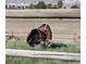 Wild turkey displaying its plumage at 7076 Inspiration Dr, Parker, CO 80138