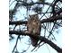 Great horned owl perched in a tree at 7076 Inspiration Dr, Parker, CO 80138