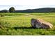 Expansive land showcasing a verdant field with a dirt road and a large rock at 6008 S Van Gordon St, Littleton, CO 80127