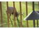 A mature buck with velvet antlers grazes in the green, grassy backyard at 1332 Meadow Trl, Franktown, CO 80116