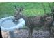 A fawn drinks from a backyard birdbath in a lush landscaped yard at 1332 Meadow Trl, Franktown, CO 80116