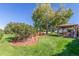 Beautifully landscaped backyard with lush green grass, a patio pergola, and mature trees at 833 Applewood Dr, Lafayette, CO 80026