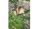 Unique rock formation in the surrounding terrain with local vegetation and trees at 83 Wilderness Cornerstone Rd, Evergreen, CO 80439