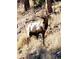 A large elk stands in a clearing in the nearby woods at 83 Wilderness Cornerstone Rd, Evergreen, CO 80439
