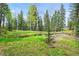 Scenic view of pond surrounded by lush greenery and tall trees, creating a serene outdoor setting at 29825 Kennedy Gulch Rd, Conifer, CO 80433