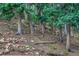 Group of deer in a forest of tall evergreen trees against a hillside with rocks and logs at 34788 Forest Estates Rd, Evergreen, CO 80439