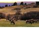 Scenic mountain property with grazing elk and stunning sunset views at 7010 Homeplace Pt, Castle Rock, CO 80108