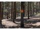 This image depicts the property boundary sign in a densely wooded area at 32663 Donna Dr, Conifer, CO 80433