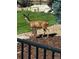 Backyard view of a doe and fawn visiting this beautiful home and yard at 7635 Weaver Cir, Castle Rock, CO 80104