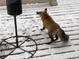 Fox standing near bird feeder on snowy patio in this delightful backyard view at 7635 Weaver Cir, Castle Rock, CO 80104