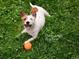 Happy dog laying in the Cherry Creek dog park with a ball at 14086 E Stanford Cir # F09, Aurora, CO 80015