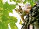 Cute squirrel on a tree with green leaves at 14086 E Stanford Cir # F09, Aurora, CO 80015