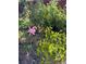 Close-up of thriving plants in a home garden at 3311 S Logan St, Englewood, CO 80113