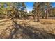 Exterior shot of cabin viewed through the trees at 121 Mary Beth Rd, Evergreen, CO 80439