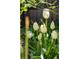 Close-up of white tulips in full bloom at 1844 S Pontiac Way, Denver, CO 80224