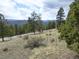 Exterior shot of a property with towering trees and a winding road leading to the home at 13012 S Wamblee Valley Rd, Conifer, CO 80433