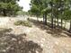 A view of the tree-filled grounds showing sparse vegetation, trees and rocky soil at 13012 S Wamblee Valley Rd, Conifer, CO 80433