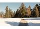 Snowy walking path surrounded by beautiful evergreen trees on either side at 1265 Race St # 408, Denver, CO 80206