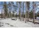 Open snowy area with tall pine trees and a glimpse of a house in the distance at 721 Aspen Way, Evergreen, CO 80439