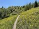 Hiking trail through field of yellow flowers with surrounding trees at 5 Cliffrose, Littleton, CO 80127