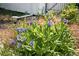 Charming garden scene filled with delicate blue flowers and vibrant green foliage at 2675 S Eudora St, Denver, CO 80222