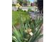 Front yard featuring colorful irises and lush green landscaping, creating inviting curb appeal at 5753 S Kittredge St, Centennial, CO 80015