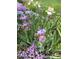 Charming front yard adorned with purple irises and ground cover, adding color to the landscape at 5753 S Kittredge St, Centennial, CO 80015
