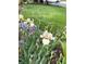 Beautiful front yard with vibrant irises and colorful ground cover enhancing the home's curb appeal at 5753 S Kittredge St, Centennial, CO 80015