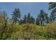 Overgrown property lot with grasses and shrubs and evergreen trees under a blue sky at 2045 Pine Wood Rd, Sedalia, CO 80135