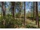 Picturesque view of a lush wooded area with tall trees and thriving green undergrowth, promising privacy at 2045 Pine Wood Rd, Sedalia, CO 80135