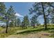 Expansive open yard featuring a mix of lush green grass and scattered trees, showcasing the property's natural beauty at 2045 Pine Wood Rd, Sedalia, CO 80135