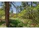 Lush yard featuring mature trees and vibrant greenery, creating a private and serene outdoor setting at 2045 Pine Wood Rd, Sedalia, CO 80135