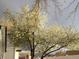 Beautiful tree in full bloom, adding charm and curb appeal to this home at 18902 E 17Th Ave, Aurora, CO 80011