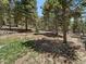 Backyard with a mix of grass, dirt, and mulch, surrounded by mature trees at 10852 Conifer Mountain Rd, Conifer, CO 80433