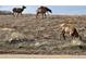 Herd of elk graze on a hillside at 828 Rabbit Run Dr, Golden, CO 80401