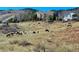 Two story home with a landscaped front yard where a herd of elk are grazing on the hillside at 828 Rabbit Run Dr, Golden, CO 80401