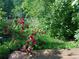 Backyard featuring red climbing roses, manicured green space, and a wood deck at 4009 Wonderland Hill Ave, Boulder, CO 80304