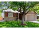 Inviting home exterior featuring a beautiful lawn, a mature tree, and brick accents, creating a welcoming atmosphere at 12908 Hudson St, Thornton, CO 80241