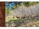 Wildlife abounds on this property at 20951 Pleasant Park Rd, Conifer, CO 80433