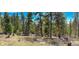 Property with tall trees and natural groundcover at 20951 Pleasant Park Rd, Conifer, CO 80433